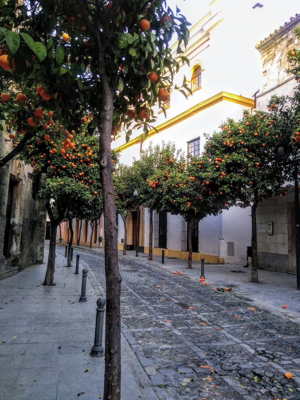 A scene from Jerez de la Frontera showing trees and a street