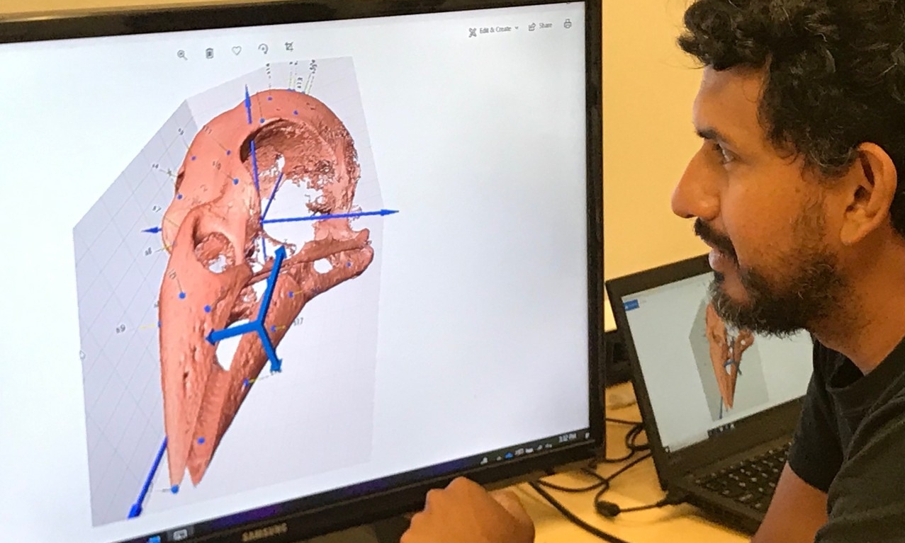 Biological Sciences graduate working with a 3d model of a bird skull