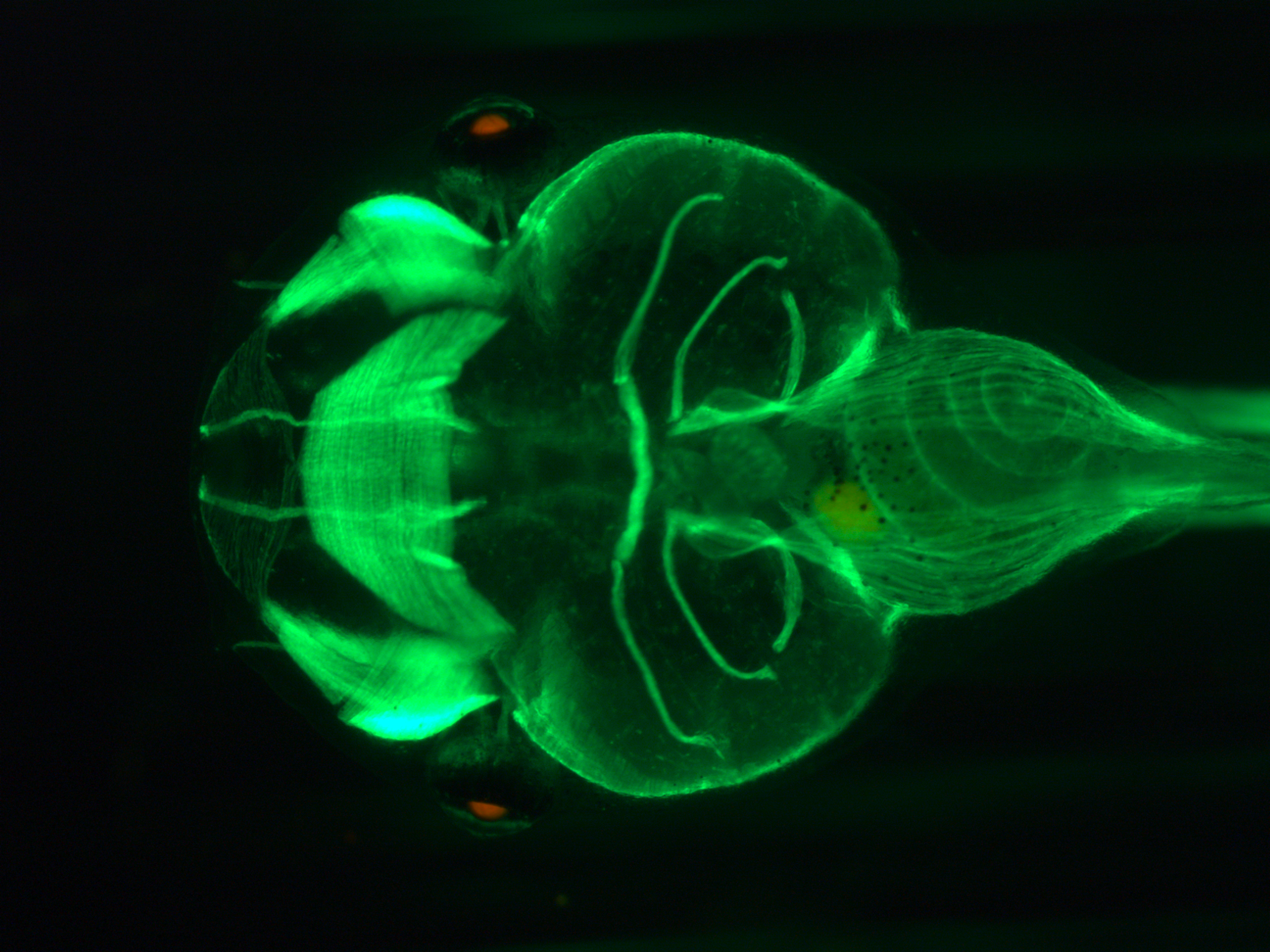 Green Scan of a frog