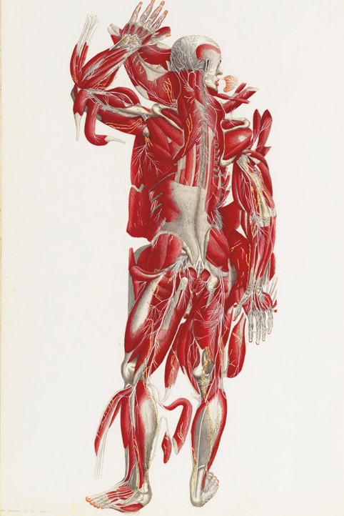 Anatomical drawing of human figure from back