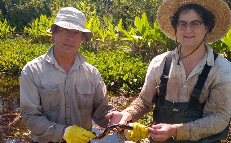 Bruce Jayne and Graduate Student working with snakes in a florida bog