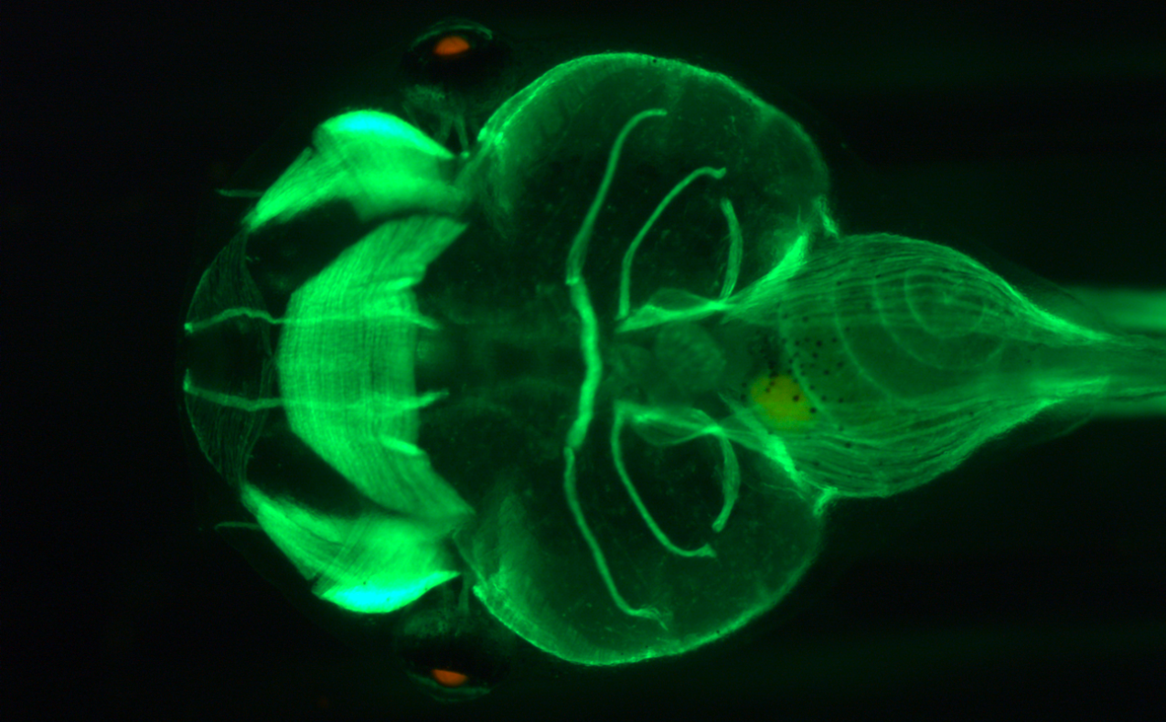 Green Scan of a frog